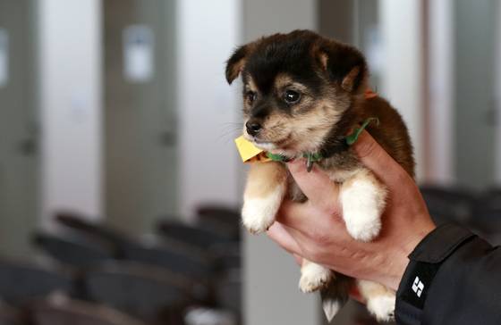 반려견을 입양할 때는 품종의 크기, 친화력, 활동성, 털 빠짐, 성별 등을 고려하여 가족 구성원과 잘 조화될 수 있는지 살펴야 한다. [중앙포토]