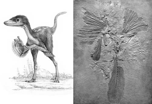 새는 깃털 달린 공룡 중국 랴오닝층에서 나온 비조류 공룡을 복원한 그림(좌), 아르카이옵테릭스 런던 표본(우)[뿌리와이파리 제공]