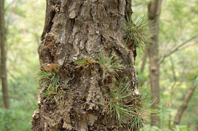척박한 곳에서도 잘 자라며 겨울 추위에도 강한 리기다소나무는 파괴된 우리나라 숲을 빠르게 복원하기 위해 심어졌다. 국립생태원 제공