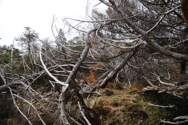 제주도 한라산에 구상나무가 말라 죽어 있다. 국립생태원 제공