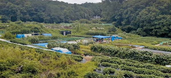 신혼희망타운 예정지인 성남시 분당구 서현동 토지는 현재 농장으로 활용되고 있다. [정순우 기자]
