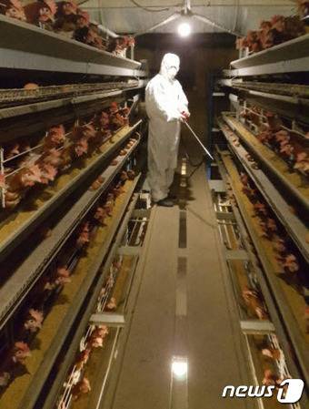 산란계 농장 내부를 소독하고 있다.(경남도 제공)2018.3.26./뉴스1 © News1