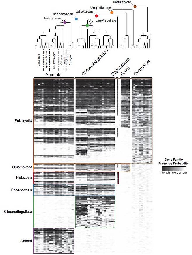진핵생물에서 유전자 진화를 보여주는 데이터로 동물의 가장 가까운 친척이 깃편모충류(Choanoflagellate)임을 알 수 있다. 최근 동물 고유의 유전자로 알고 있던 370여 가지를 동물과 깃편모충류의 공동조상(Choanozoan. 파란색)이 이미 지니고 있었다는 사실이 밝혀지며 동물 다세포성의 기원에 대한 새로운 시각을 제시하고 있다. - ‘eLife’ 제공