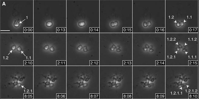 깃편모충류의 한 종인 살핀고에카(Salpingoeca rosetta)가 먹이인 박테리아가 있는 환경에서 세포분열을 하며 군체를 이루는 과정을 찍은 사진이다. 오른쪽 아래 숫자는 경과 시간과 분을 뜻한다. 최근 연구에 따르면 깃편모충류와 동물의 공동조상은 이미 다세포성에 관여하는 유전자를 지니고 있어 이런 군체를 형성할 수 있었을 것으로 보인다. - ‘커런트 바이올로지’ 제공