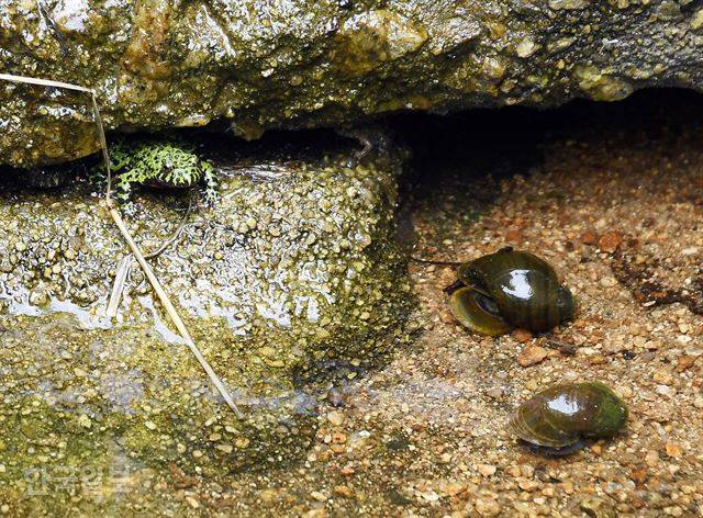 무당개구리와 우렁이. 왕우렁이의 전진에 무당 개구리가 놀라 숨었다. 신상순 선임기자