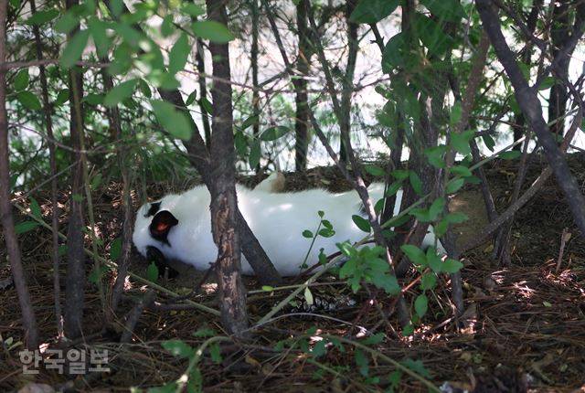 더위에 지쳐 잠든 토끼. 이순지 기자