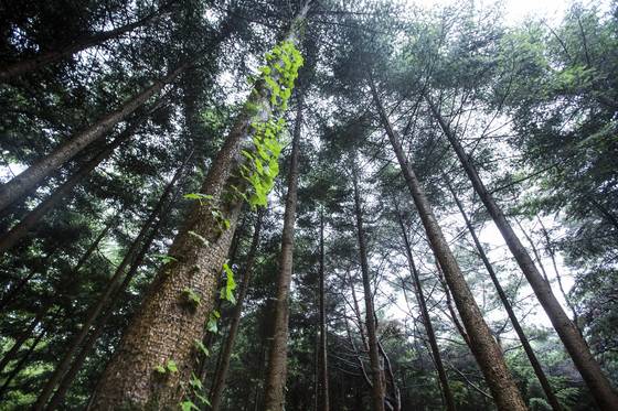 잣나무, 소나무, 편백나무 등 침엽수가 많이 내뿜는 피톤치드(phytoncide). [중앙포토]