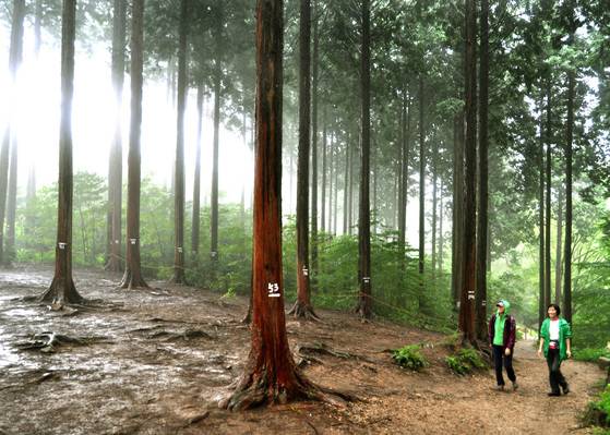 삼림욕에는 반드시 좋은 면만 있는 것이 아니며, 자칫 오존의 농도가 높을 경우는 인체에 해로울 수도 있다. [중앙포토]