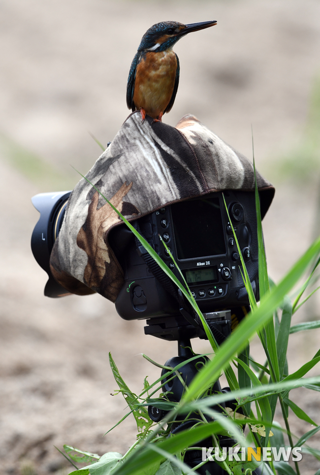 물총새 새끼가 촬영을 위해 설치해놓은 무인카메라 위에서 주변을 살펴보고 있다.