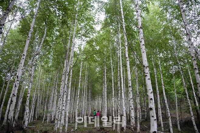 청옥산 자작나무숲. 그리 면적이 넓은 것은 아니지만, 잡목 하나 없는 명품 숲이다. 차를 잠시 세워 두고 숲으로 들어가면 하얗게 솟아오른 자작나무가 만들어내는 이색적인 풍경에 사진부터 꺼내든다.