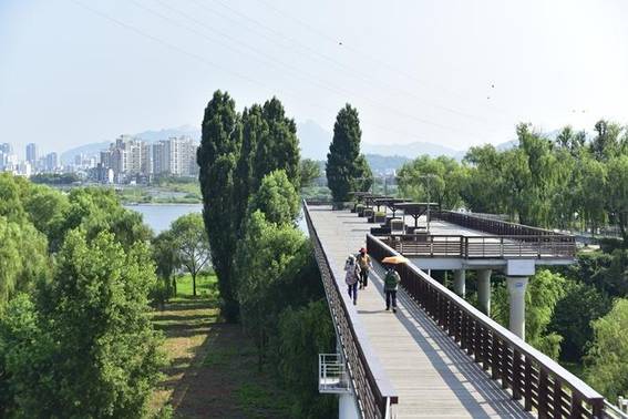 빗자루 모양으로 자라는 양버들(전망대 쪽)