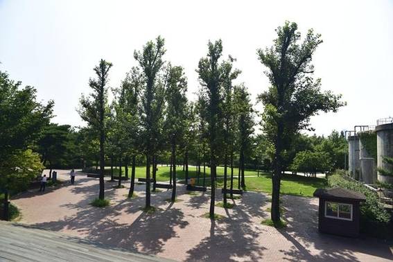 전망대 우측 계단 아래쪽의 미루나무