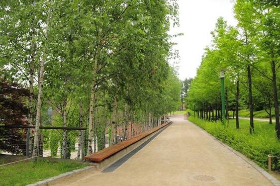 자작나무(왼쪽)와 메타세쿼이아(오른쪽)