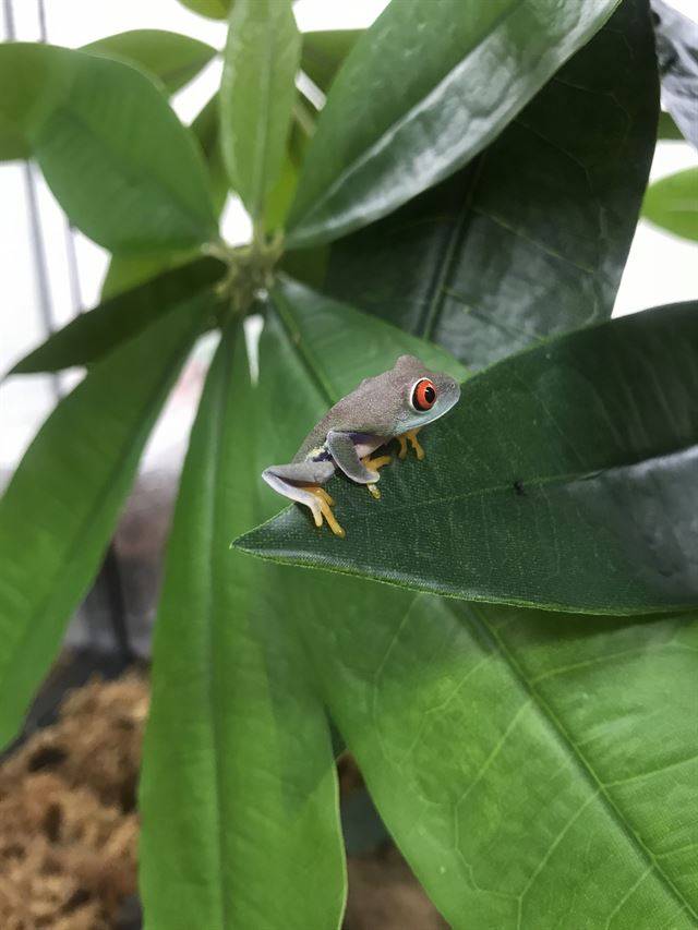 낮에는 빛이 안 드는 나뭇잎 뒤나 나무 사이에서 잠을 청하는 붉은눈나무개구리. 국립생태원 제공