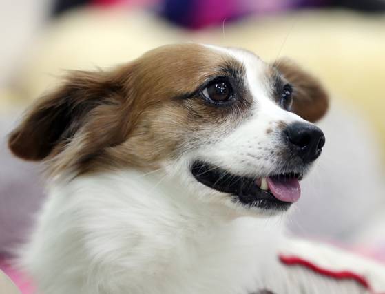 반려동물을 키우는 인구 1000만명 시대지만 고(高) 의료비용 논란은 사라지지 않고 있다. [중앙포토]