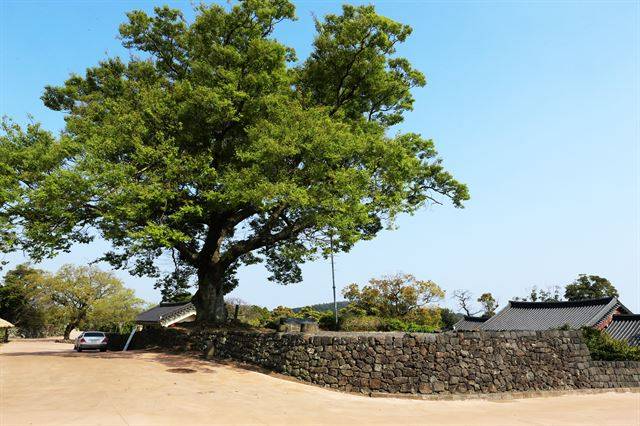 서귀포시 표선면 성읍리의 폭낭과 댓돌 ⓒ강정효