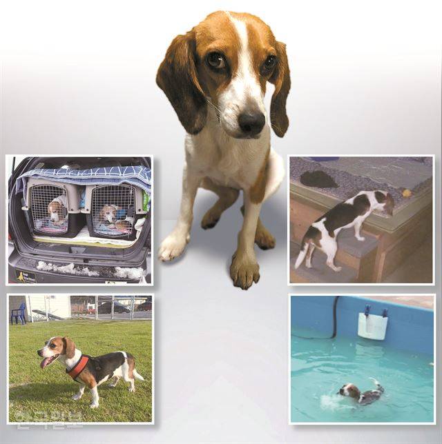 올 초 실험실 밖 세상에 처음 나온 초롱이는 걷고 뛰고 냄새 맡는 일이 새롭다. 다리근육이 덜 발달해 뛰는 게 영 어설펐지만, 이제는 계단을 오르고 수영도 곧잘 한다. 실험견에서 제법 ‘개다운’ 반려견이 되어간다. 그래픽 신동준 기자. 사진=비글구조네트워크ㆍ이민승씨 제공