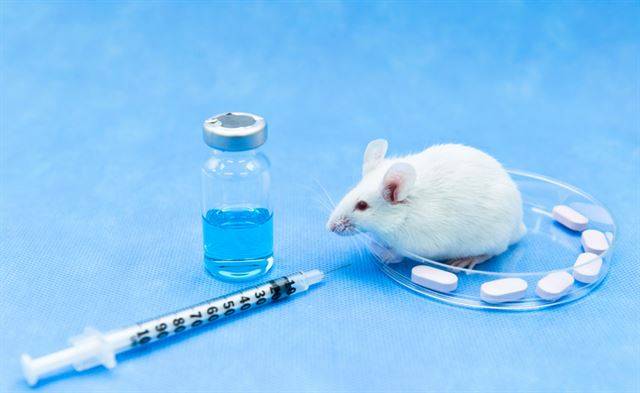 쥐는 유전체 염기서열이 사람과 약 97% 같아 신약물질을 검증하는 데 유용하게 쓰인다. 게티이미지뱅크