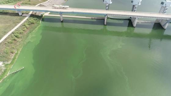 13일 오후 낙동강 합천창녕보에서 관찰된 녹조. [사진 먹는물부산시민네트워크]