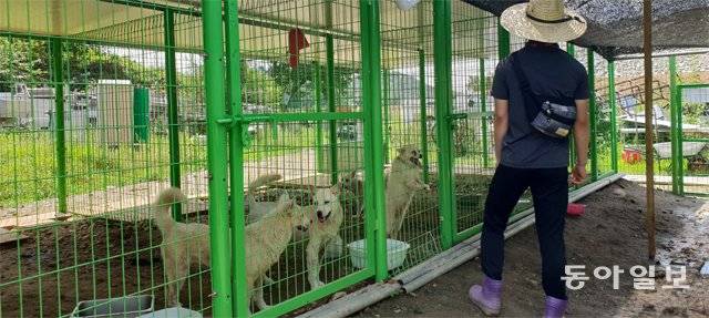 10일 경기 하남시의 개 임시 보호소에서 한 자원봉사자가 개 도난을 막기 위해 보초를 서고 있다. 이곳에서는 이른바 ‘개장수’들이  불법 사육하며 방치하던 개들을 긴급 격리 조치해 보호 중이다. 하지만 도축 등을 목적으로 개를 훔쳐가는 개장수들이 나타나자  봉사자들이 24시간 교대 근무를 하며 개들을 지키고 있다. 하남=구특교 기자 kootg@donga.com