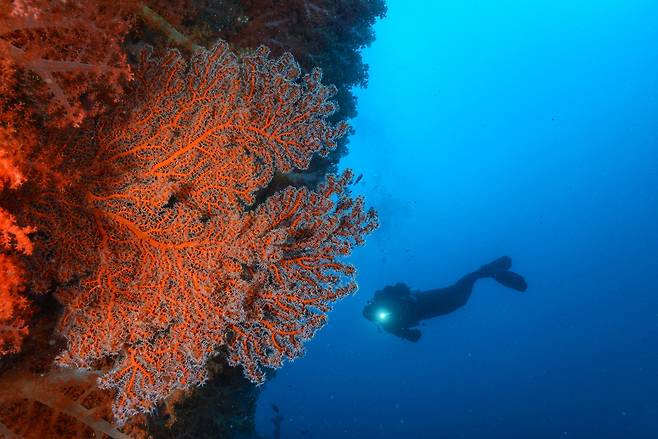 스쿠버다이빙을 즐기기 위해 굳이 외국으로 나가지 않아도 된다. KTX를 타면 서울에서 1시간 30분 거리인 강원도 강릉에서 부담 없이 스쿠버다이빙을 즐길 수 있다. 강릉에는 사진 속 뿔산호를 비롯해 온갖 해양생물이 사는 다이빙 포인트가 많다. [사진 오형근]