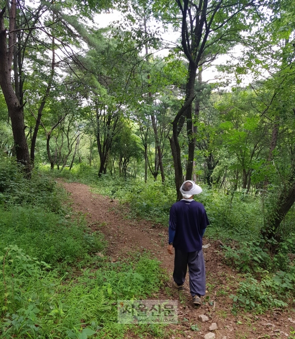 잣나무 숲속 오솔길로 산책 중인 백락사의 성민 스님.