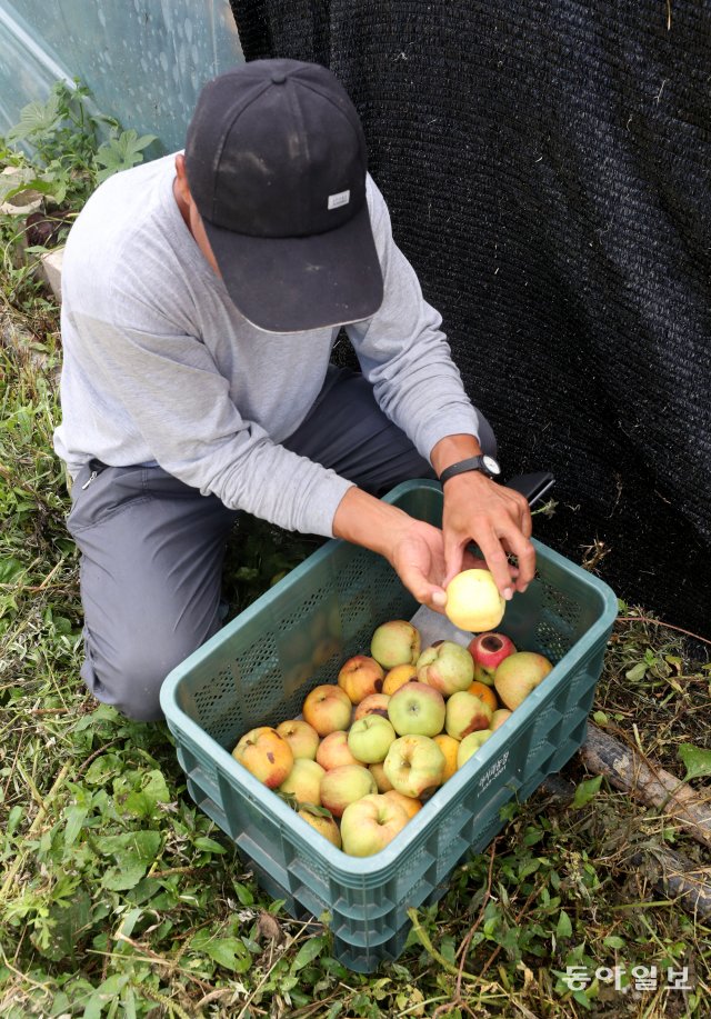 포천 사과 농가 16일 오전 포천 일동면 기산리 사과농가 관계자가 폭염에 의해 훼손된 사과를 따고 있다. 포천=장승윤기자 tomato99@donga.com