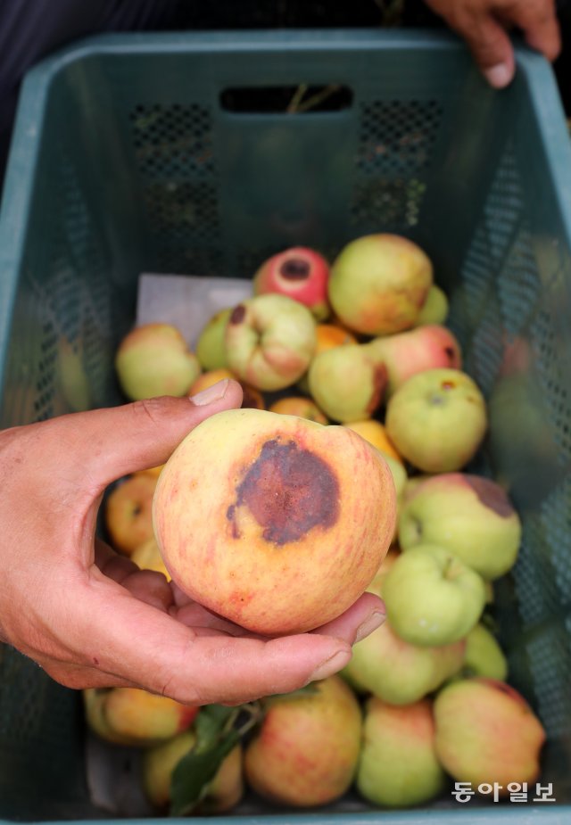 포천 사과 농가 16일 오전 포천 일동면 기산리 사과농가 관계자가 폭염에 의해 훼손된 사과를 따고 있다. 포천=장승윤기자 tomato99@donga.com