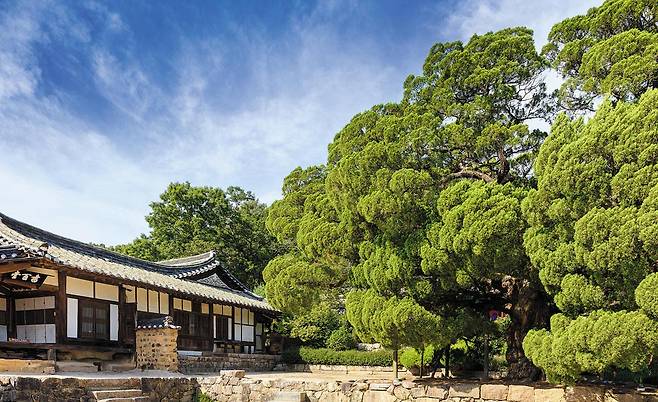 양동마을 월성 손씨 종가인 서백당. '정승 셋이 난다'는 소문이있다.