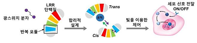 광스위치 분자를 반복 모듈 사이에 결합시켜 표적에 대한 결합력을 빛으로 조절할 수 있는 광스위치 단백질을 개발하고, 세포 신호전달을 빛으로 조절(한국연구재단 제공)© News1