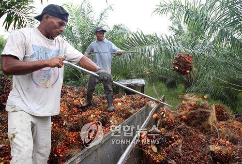 2007년 11월 27일 말레이시아령 보르네오 섬 사바 주의 한 팜오일 농장에서 직원들이 열매를 수확하고 있다. [EPA=연합뉴스자료사진]