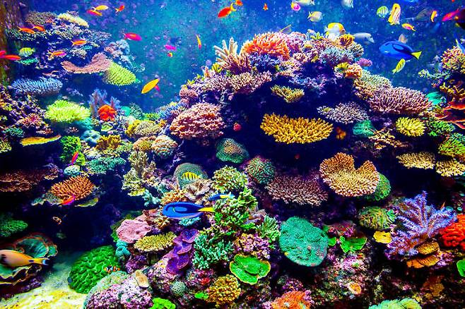 해양 열파가 계속되면 아름다운 산호초는 사라지고 말 것이다. (출처: shutterstock)
