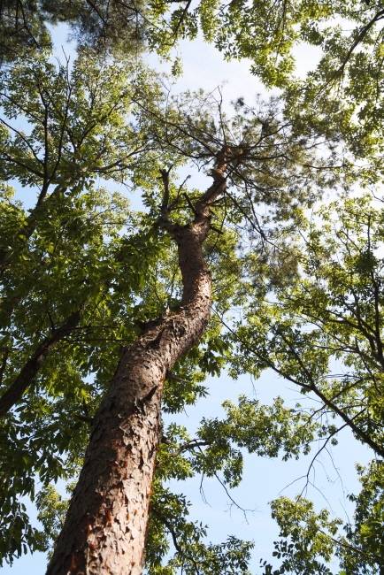 새호리기가 소나무 꼭대기에 둥지를 틀었다.