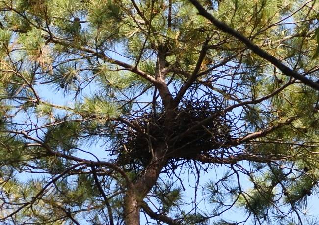 새호리기 둥지. 소나무는 무더운 여름철 살균과 방부제 구실을 하여 새호리기 새끼를 기르기에 제격이다.