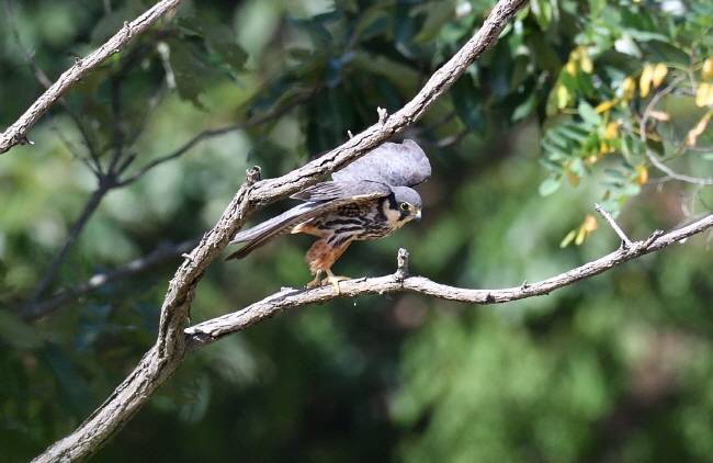 새호리기가 날개를 펼쳤다.