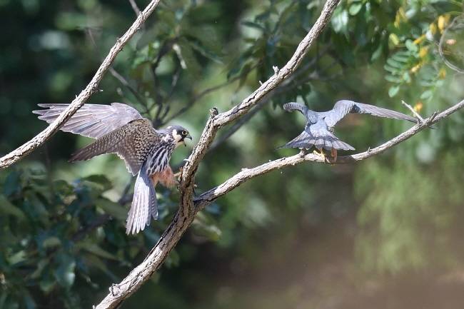 암컷 새호리기가 수컷에 다가간다.