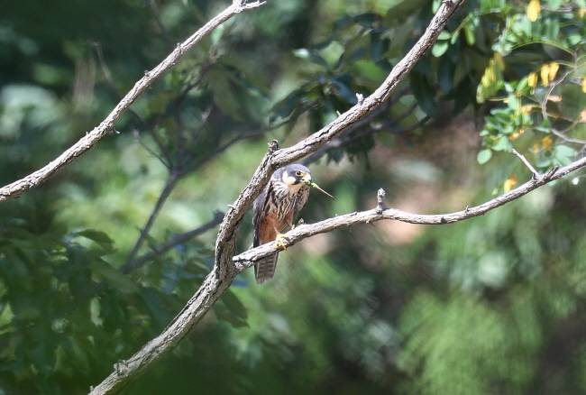 먹이를 전달받은 새호리기 암컷, 새끼한테 갖다 주기만 하면 된다.