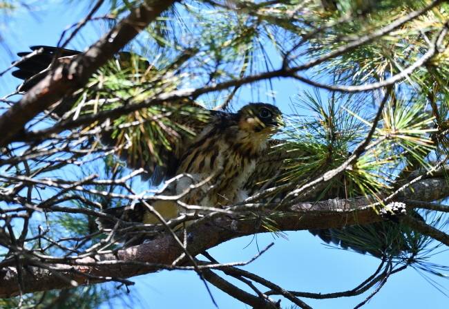 드디어 둥지 밖으로 나온 새호리기 새끼.