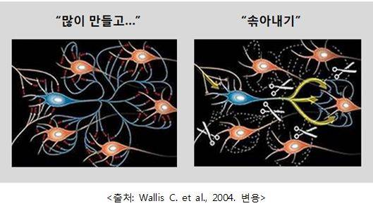 시냅스의&nbsp;'과잉생산(overproduction)'과 '가지치기(pruning)' ⓒ권장희