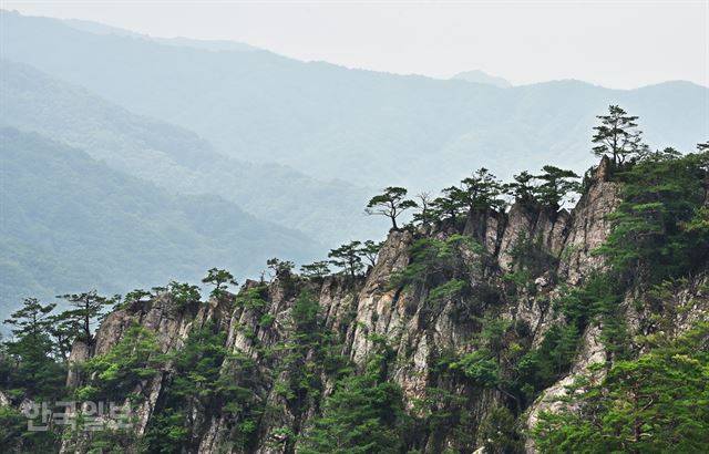 바위 절벽에 뿌리내린 소나무가 한 폭의 그림이다.