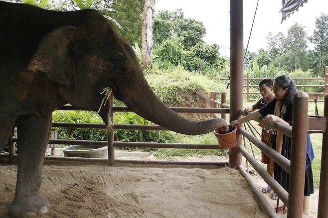 람빵 FAE 코끼리 병원에서 지내는 코끼리들은 관광·벌목 현장 등에서 신체적, 정신적 외상을 입은 뒤 치료를 받고 있다.