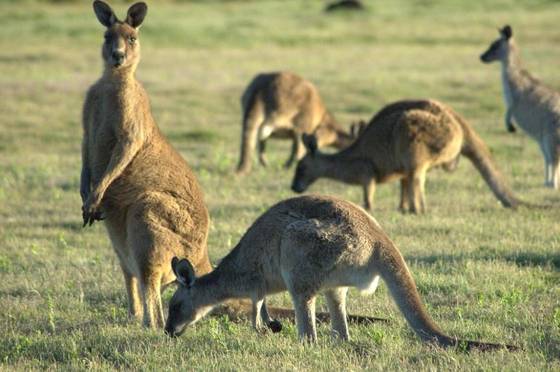 캥거루는 호주 대륙에서만 서식한다. 사진은 호주에서 촬영된 캥거루. [사진=위키피디아]