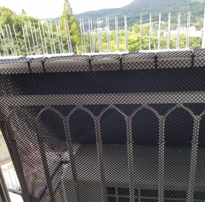 비둘기가 번식을 하지 못하도록 망과 스파이크를 설치한 모습. [사진 구구가가]