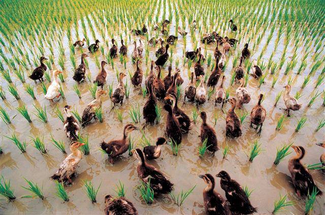 친환경 농업을 위해 논에 풀어놓은 오리들이 바삐 움직이며 농작물에 해로운 벌레 등을 먹어 치우고 있다. 경북 울진군 제공