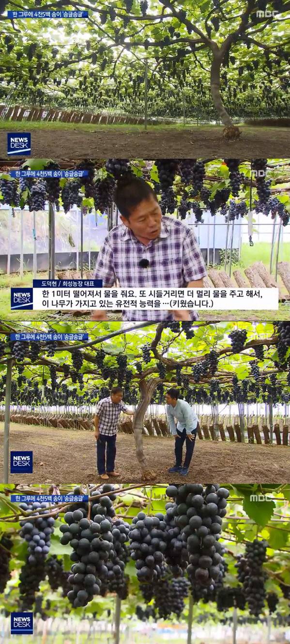 MBC캡처