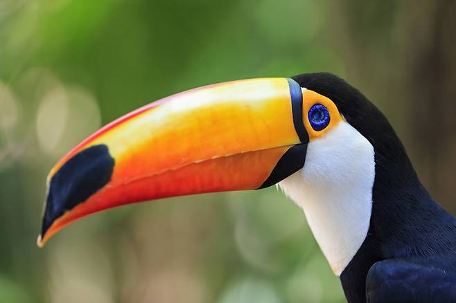 동물원이 없다면 서식지에 가야 볼 수 있다. 수많은 사람이 찾아갈 테니 서식지가 지금보다 더 망가질 것은 뻔하다. 클립아트코리아