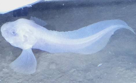 페루-칠레 해구 수심 6500~7000m 심해에 사는 신종 꼼치류