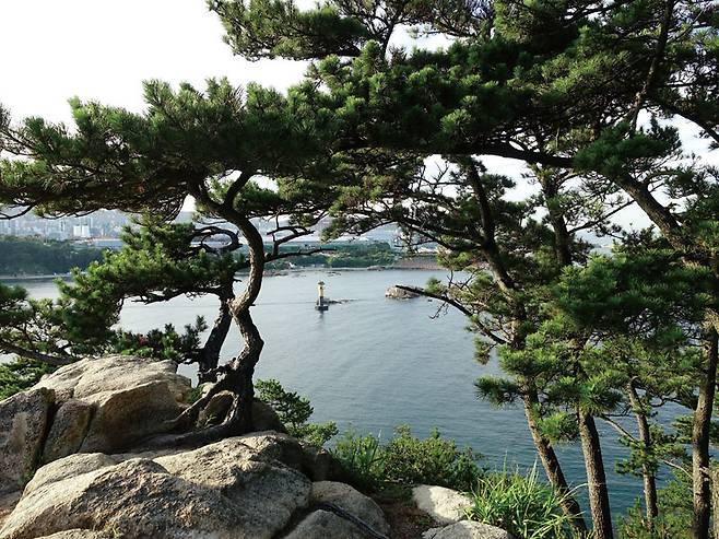 대왕암공원 해송 사이로 울산의 바다를 내려다 본다