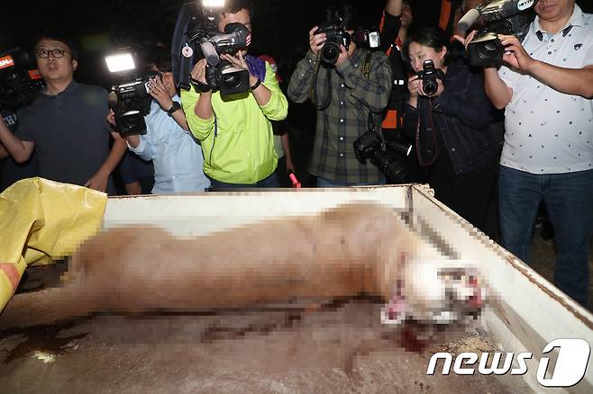 18일 오후 대전시 중구 사정동 대전동물원에서 탈출 4시간30여 만에 엽사에 의해 사살된 퓨마가 동물원 내 동물병원 구조차량으로 옮겨지고 있다.  2018.9.18/뉴스1 © News1 주기철 기자