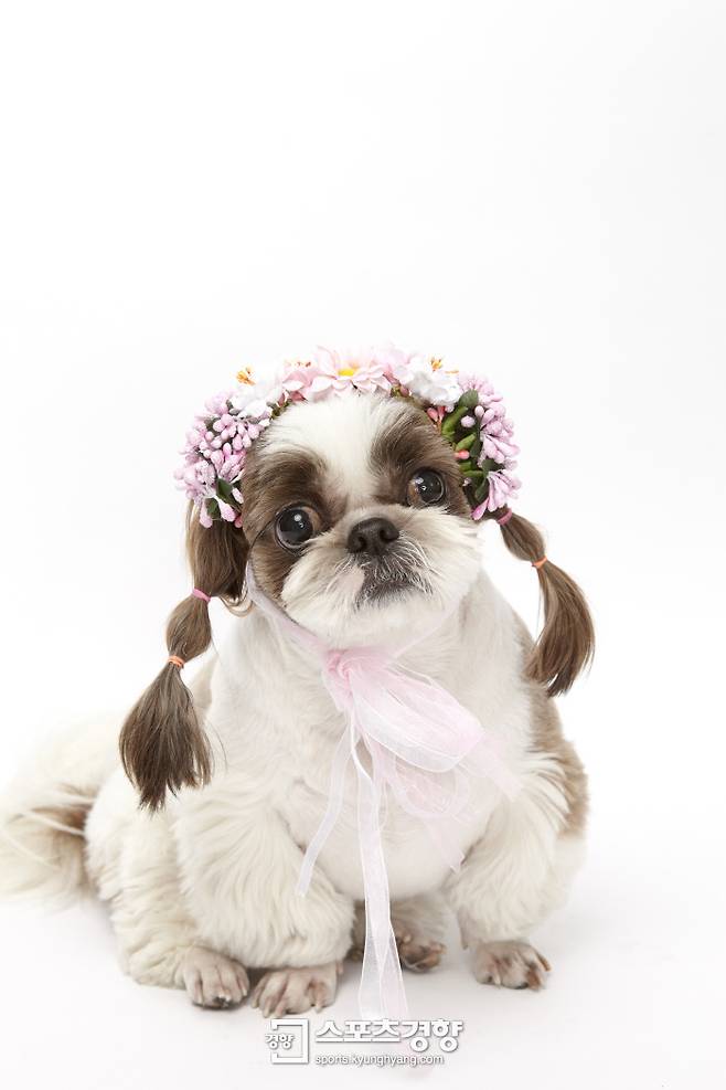 반려견 시츄는 한국인이 세 번째로 많이 기르는 반려견으로 각별한 사랑을 받고 있다. 사진은 반려견 시우. 위영상 작가 제공